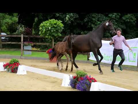 20. Stute, geb. 05.04.2022 – BV: Santos M: Sarotti Mokka Sahne – De Niro