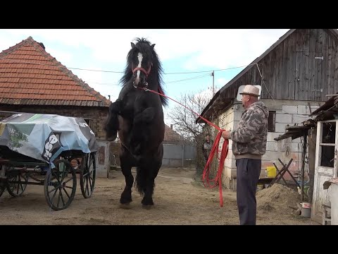 Caii lui Ion de la Bucovat, Timis 22 Feb 2023