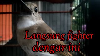 Download lagu Pancingan SRDC Betina Nyiul memanggil Jantan mp3