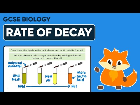 Decomposition Rate of Decay - GCSE Biology
