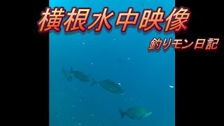 #１０【下田横根】裏一番水中映像！シマアジ発見！釣りモン日記