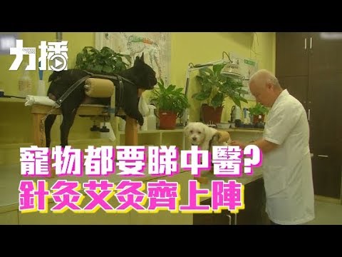 針灸艾灸齊上陣