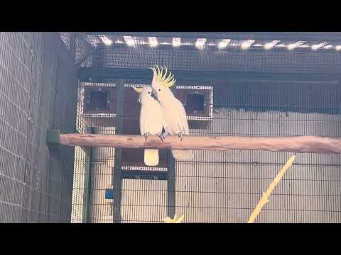 Magical sound of earth