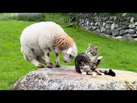 Lamb Doesn’t Want Cat On Her Rock