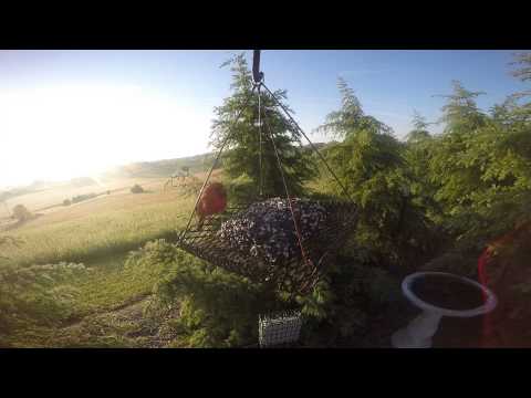 On the bird feeder this morning