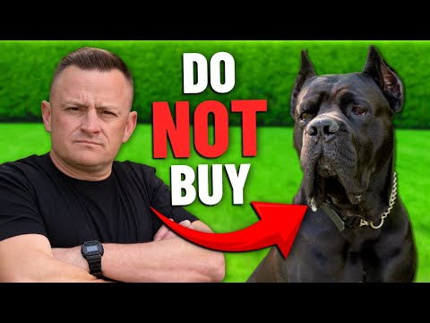 The Hard Truth About The Cane Corso - NOT for You!