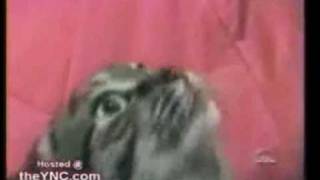 TALKING CAT SAYS HE WANTS FOOD Video