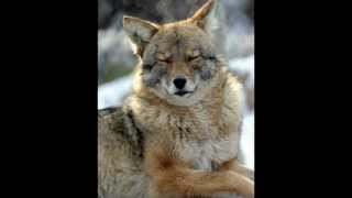 Country Joe McDonald - Coyote *RARE*