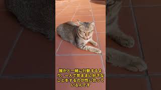 猫が自分だけの時間を楽しむ理由