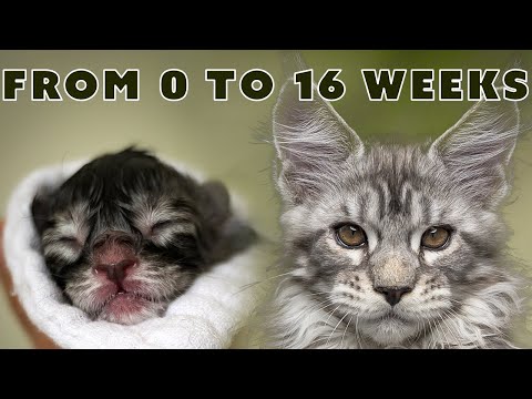 Maine Coon kittens development from 0 to 16 weeks | Week by week
