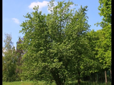 Ольха серая: описание и применение