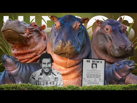 All 2 Hippo Species & The Pablo Escobar Debacle!