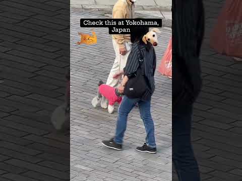 #culikakudong #pets #japantourism #yokohama #doglife