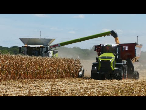 CORN HARVEST 2025 - CLAAS LEXION 8500 with 16 Row Corn Header - Claas Xerion 12.650