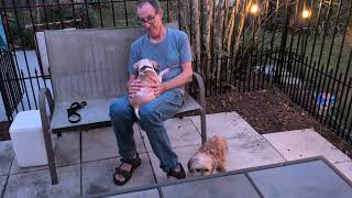 Video preview image #1 Chihuahua-Unknown Mix Puppy For Sale in Sanford, FL, USA