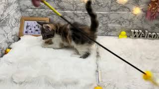 メインクーンの動画01