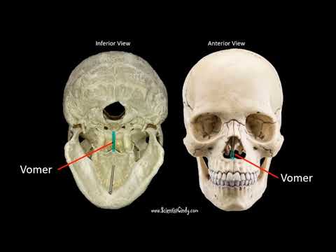 Facial Bones - Bones of the Skull Short Version