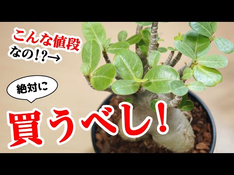 ドワーフローズ「アミュレット」 植物