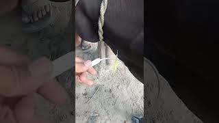 Download lagu Pica in cow mp3