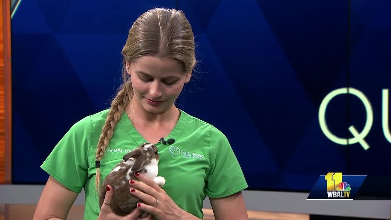 Pet Questions: Best bedding for guinea pigs