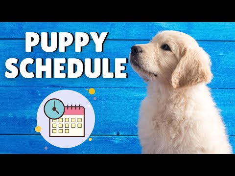 YouTube video about: What time do puppies go to bed?