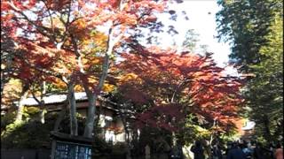 preview picture of video 'Autumn Leaves at Engaku-ji Temple (円覚寺 紅葉)'