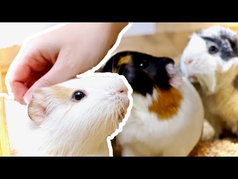 image-How long does it take for guinea pigs to bond with their owners?
