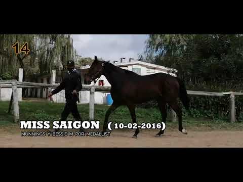 Lote MISS SAIGON (USA)