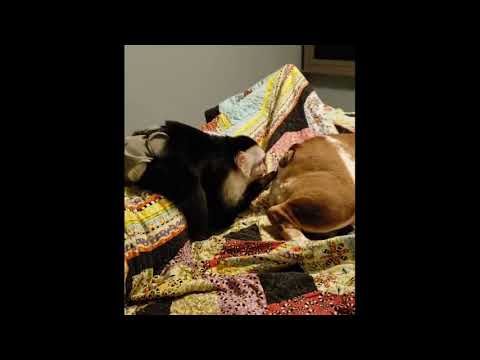 Monkey sticks finger in dogs butt meme