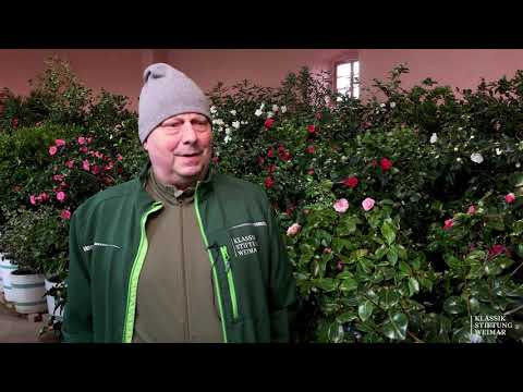 Blütenmeer in Belvedere: Die Kamelien