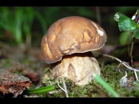 comment nettoyer champignons des bois