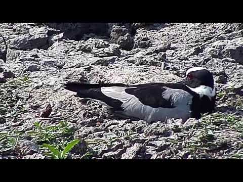 Djuma: Blacksmith Lapwing sitting on nest(look at egg on right in full screen) - 14:00 - 08/28/20