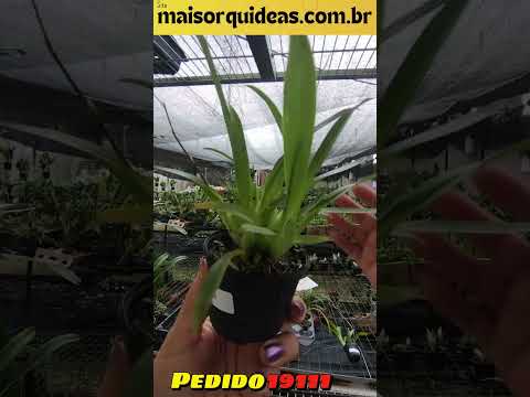 🌸 COMPRA DE ORQUÍDEAS PELA INTERNET! 👏😁 PEDIDO 19111