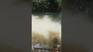 Download lagu mancing ikan nilem di air keruh#shuts mp3