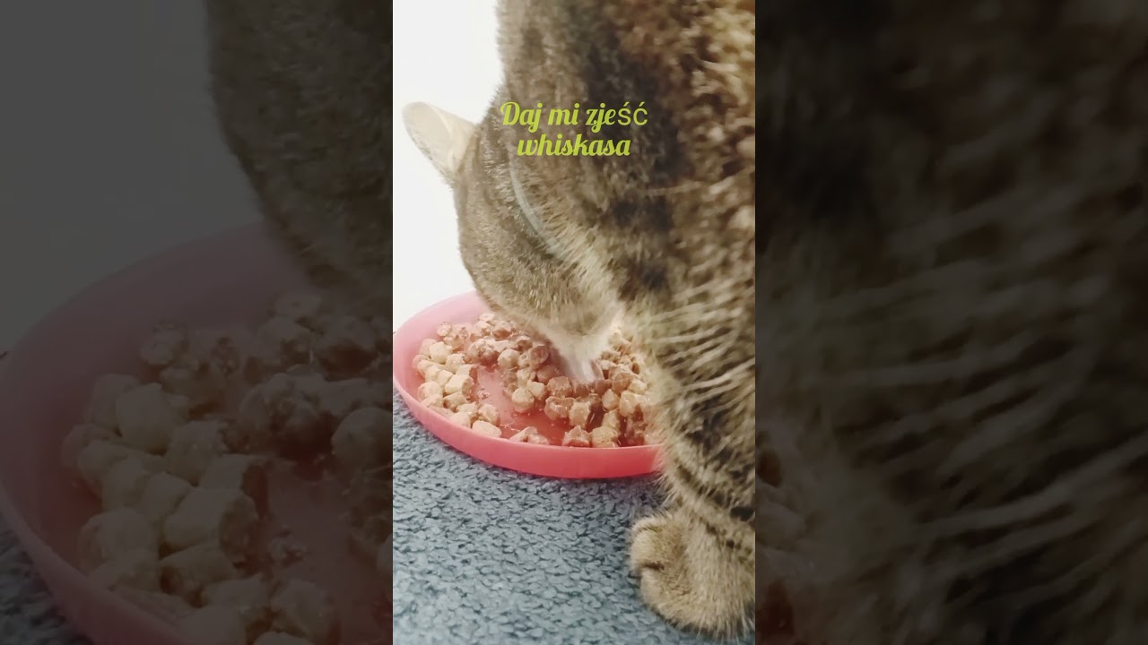 Watch Whiskas jego życiem now Whiskas jego życiem