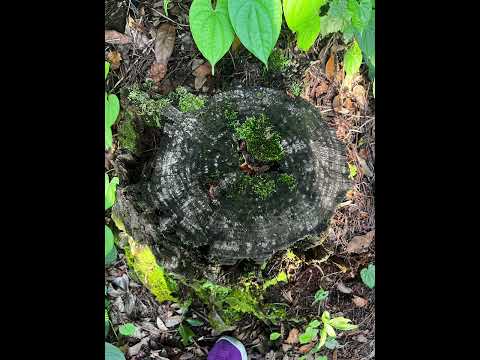 MasKwame X KTG Rasta Unity (SLOWED)