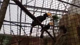 Les deux oiseaux amoureux