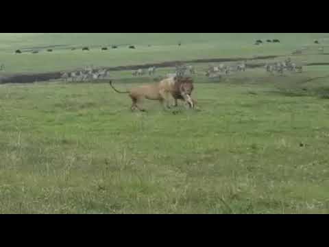 Lion Dog fight