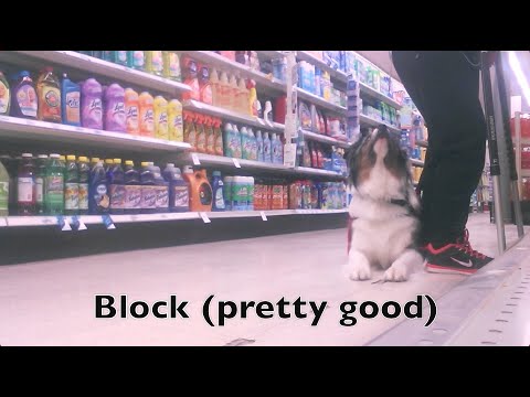 download lagu mp3 mp4 Service Dog Blocking, download lagu Service Dog Blocking gratis, unduh video klip Service Dog Blocking