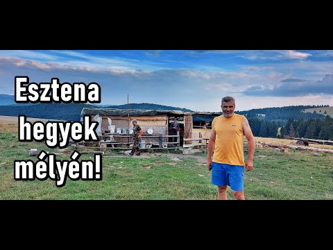 Egy esztenát találtunk a Csíki-havasok mélyén, Kászonban, ahol éppen most születtek meg a kismalacok