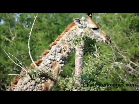 papilloma vírus ember látogatása