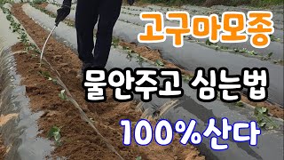 이방법이 최고! 고구마 물안주고 심는법 100% 산다 그냥 따라만 해도