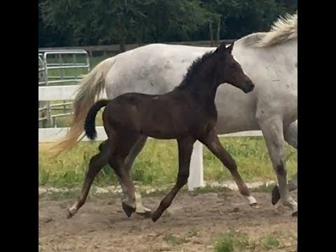 Risananzo - 2017 Oldenburg Colt - Rotspon/Weltmeyer