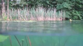 preview picture of video 'Scuba diving in Lake Bled with catfish'