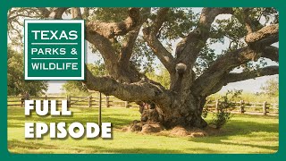 PBS Show - Famous Trees of Texas &amp; More