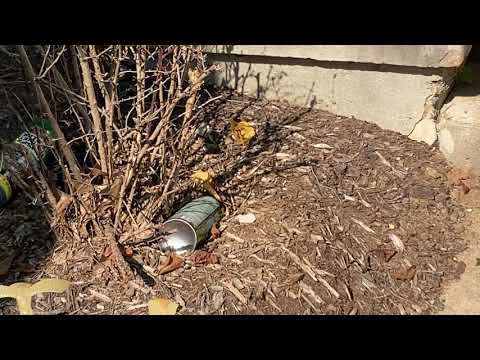 Home Treatment for Yellow Jackets Goes Wrong in Shrewsbury, NJ