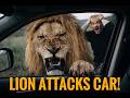 Lion Attack During Filming Of A Fact Video Dean Schneider
