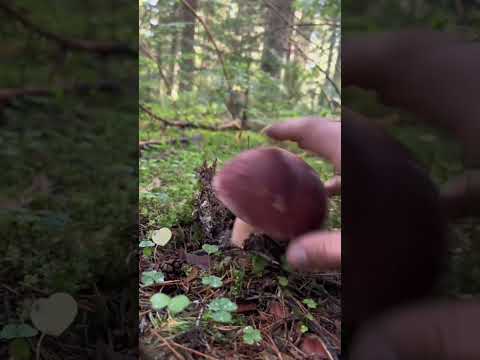 ciuperci,mushroms,pasiune,abonați-vă nu costa nimic,pentru mai multe clipuri,subscribe
