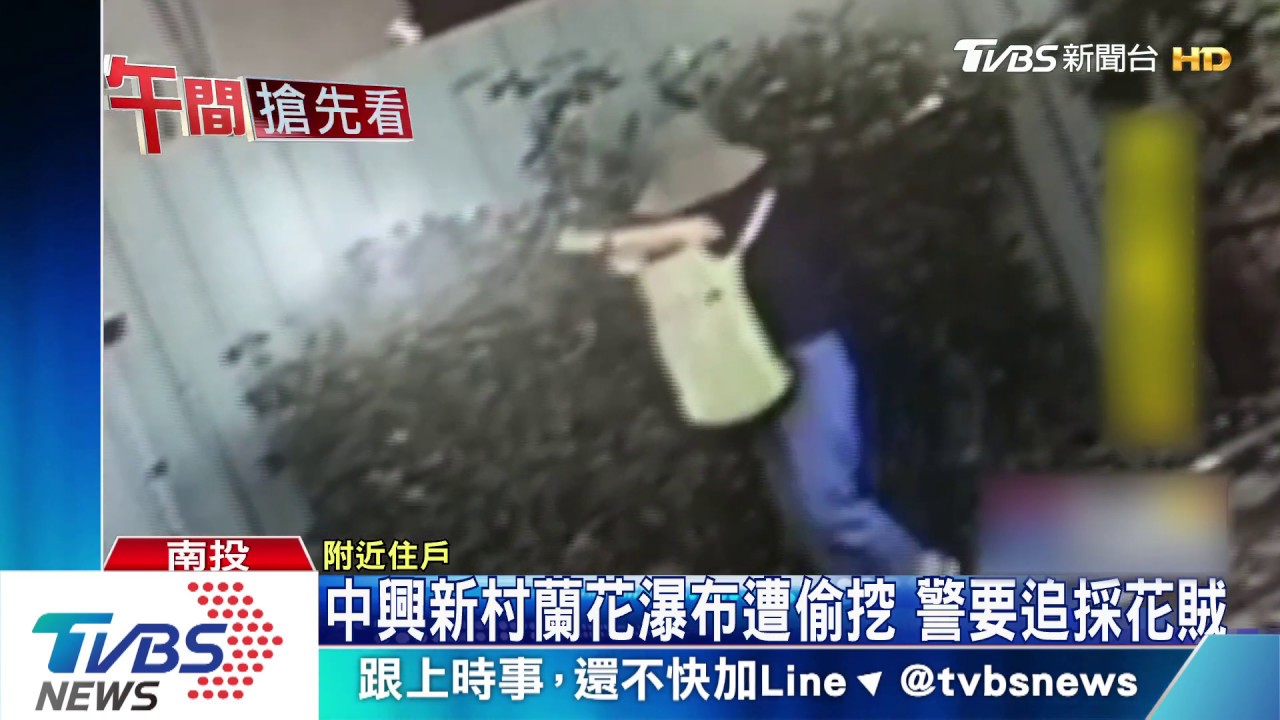 中興新村蘭花瀑布遭偷挖 警要追採花賊