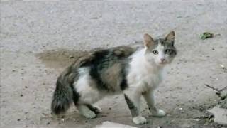 How To Calm A Feral Cat